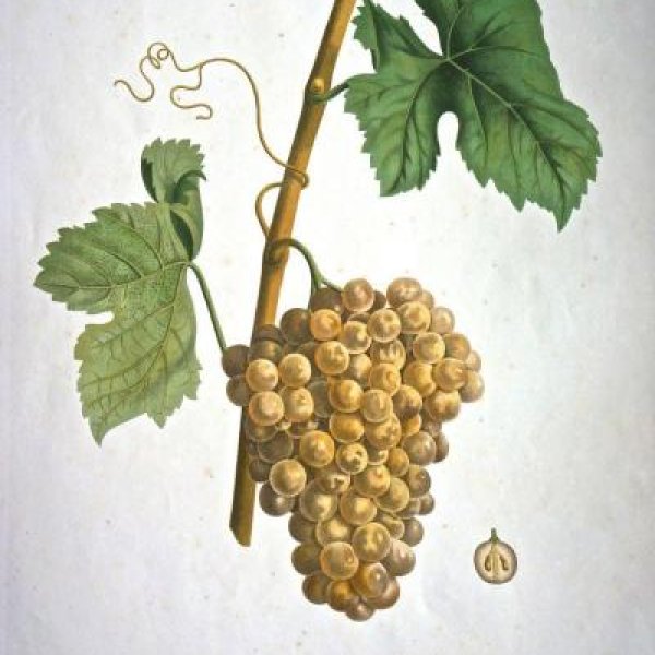 NODE-ST-ANGE Charles