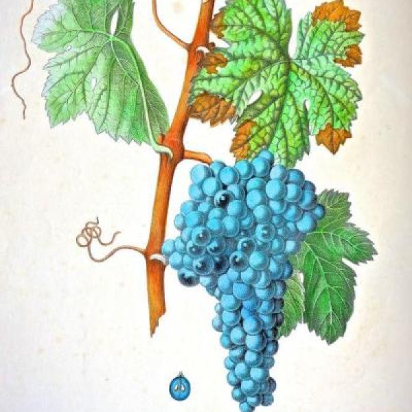 NODE-ST-ANGE Charles