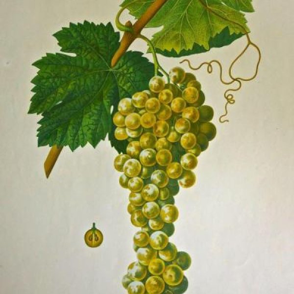 NODE-ST-ANGE Charles