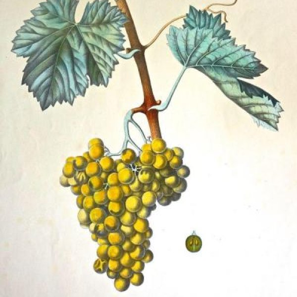 NODE-ST-ANGE Charles