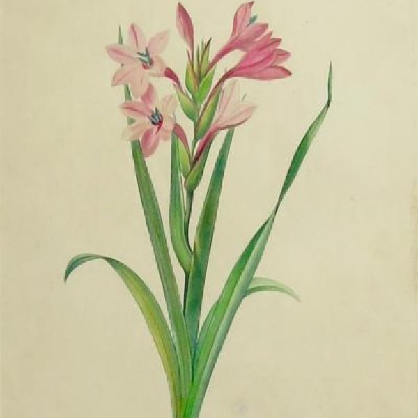 REDOUTE Pierre Joseph