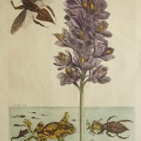 MERIAN Maria Sibylla