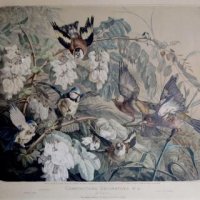 LECLERCQ L.J.(daprès)