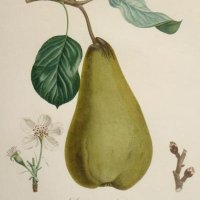 POITEAU Pierre-Antoine