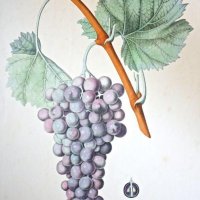 NODE-ST-ANGE Charles